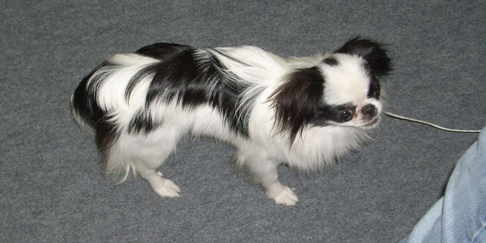 cila01