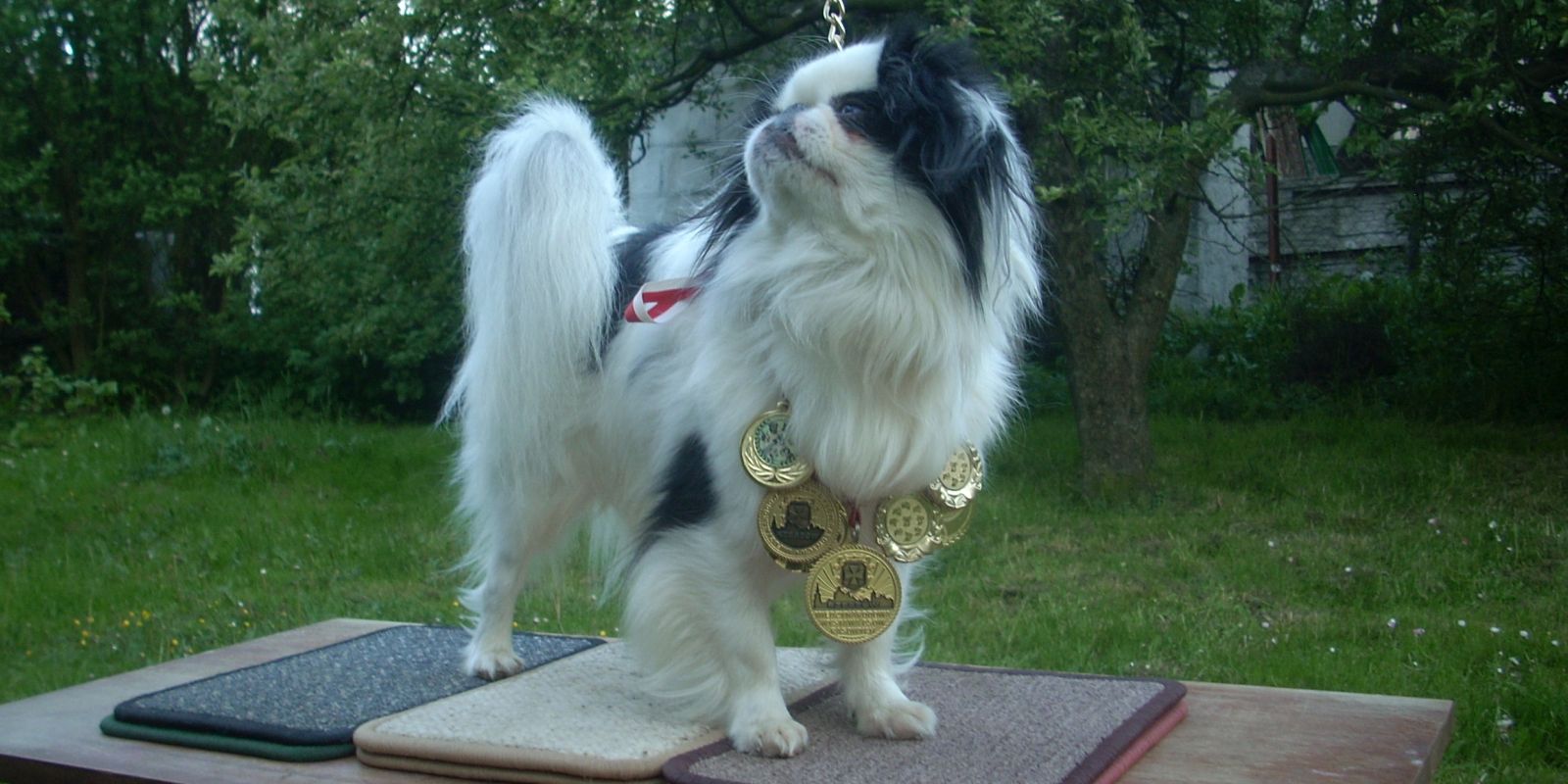 Zorro Spirit Of The Mountain