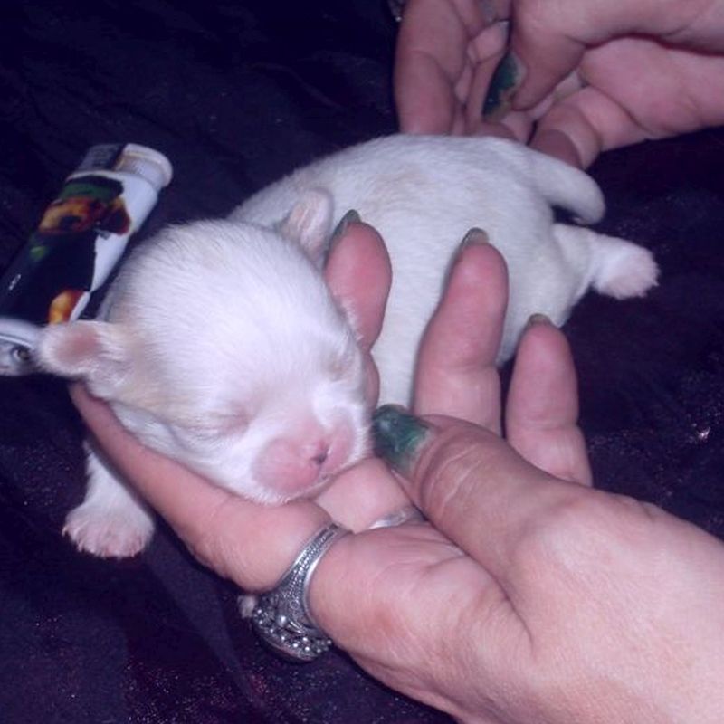 bubu sz