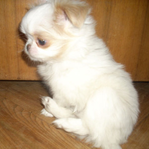Bubu